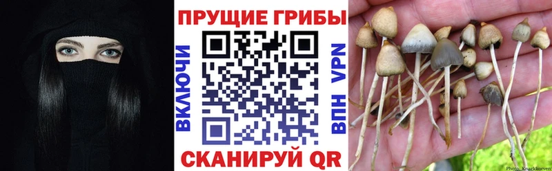 Галлюциногенные грибы Magic Shrooms Купить закладки Каменск-Шахтинский